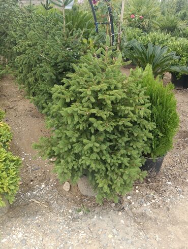 Landşaft işləri: Dekarativ bitgilerin satişi
xan cinar
ekvalit
zeytun — 30