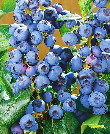 Роза: Саженцы — 3