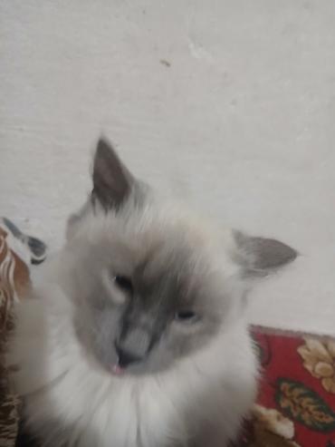 Продажа кошек: Скоттиш-фолд (шотландская вислоухая кошка). - Тип: домашний питомец — 13