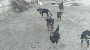 İtlər: Doberman, 1 ay, Erkek, Peyvəndli, Ünvandan götürmə, Ödənişli çatdırılma, Rayonlara çatdırılma