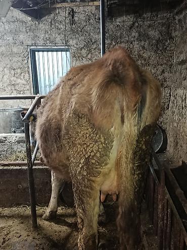 Коровы, быки: Продаю | Корова (самка) | Симментальская — 13