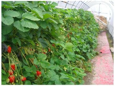 Semena i ulične biljke: Prodajem kontejnerske sadnice jagoda Sigurno ste mnogo puta videli na