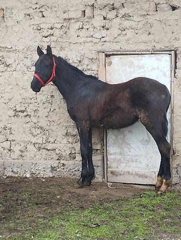 Лошади, кони: Продаю | Жеребец | Полукровка | Рабочий — 6