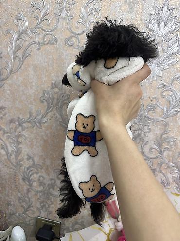 İtlər: Pudel, 3 ay, Erkek, Sənədli, Ünvandan götürmə, Ödənişli çatdırılma — 3