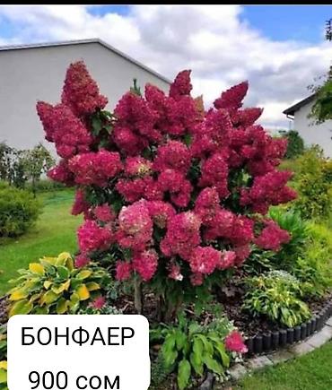 регулятор: Саженцы — 1
