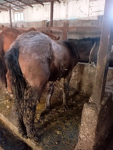 Лошади, кони: Продаю | Жеребенок | Для разведения | Племенные — 6