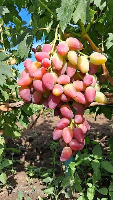 Meyvə və giləmeyvə: .üzüm tingləri satılır 070 2223552 zəng və vatsap çeşid çoxdur — 3