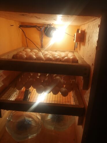 Другое оборудование для бизнеса: Другое оборудование для бизнеса