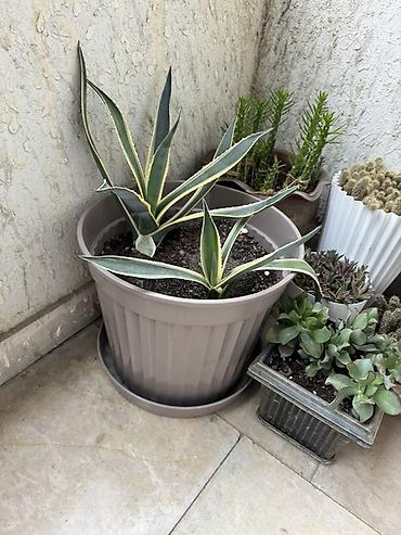 torf satilir: Bitki satışı – Sansevieria (Qaynanadili), sukkulentlər və kaktuslar — 9