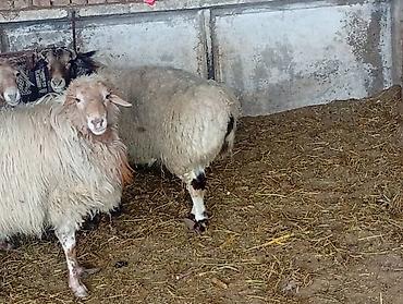 Баран, овца: Продаю | Баран (самец) | На забой — 8