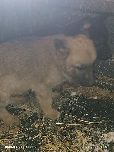 Продажа собак: Черные собаки среднего размера (2 особи). Крепкое телосложение — 9