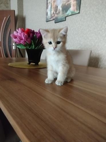 cins atlar: Qızılı rəngli bala pişik - Cins: ev pişiyi (qızılı/krem rəng çaları) — 3
