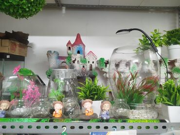 Аквариумы: Предлагается набор маленьких красноухих черепах. Эти черепахи отлично — 11