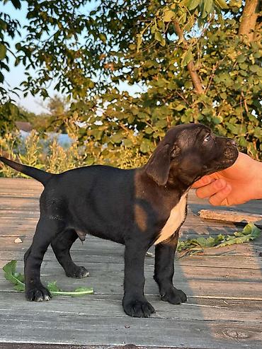 Psi: Rasa Cane Corso snažne građe) Starost: 45dana Boja dlake: nijanse — 7
