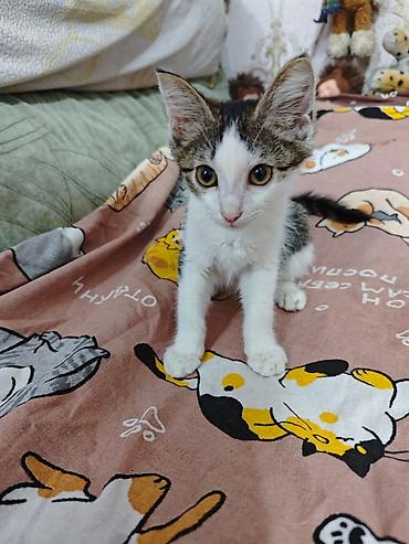 Мышыктар: 3 айлык, Ургаачы, Лотокко барууга үйрөтүлгөн, Курттардан тазаланган, Эмделген — 1