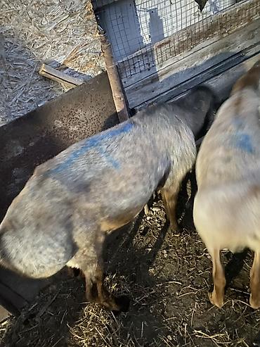 Продам с/х животных: Продаю | Баран (самец) | На забой — 3