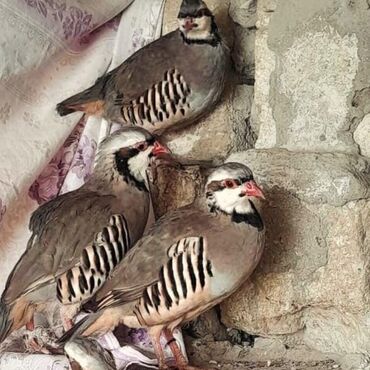 pişiyə verilən adlar: Kəklik yumurtaları və balalari