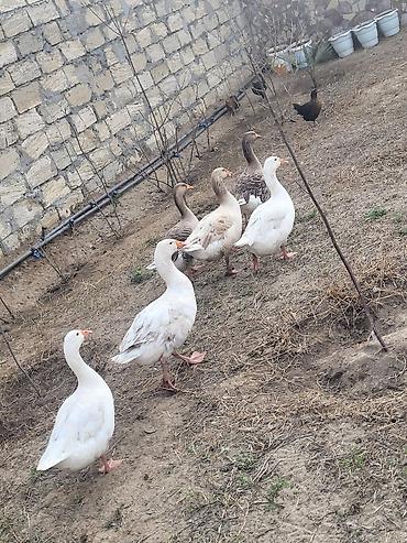 Qazlar: Qaz sürüsü satılır - Növ: Ağ və boz yerli qazlar (qarışıq rənglər) - — 5