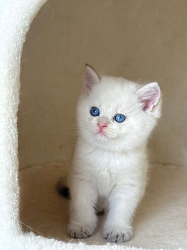 Pişiklər: Britan yastı qulaq, Erkək, Dişi, Yaxşı əllərə, Ünvandan götürmə, Pulsuz çatdırılma, Ödənişli çatdırılma — 19