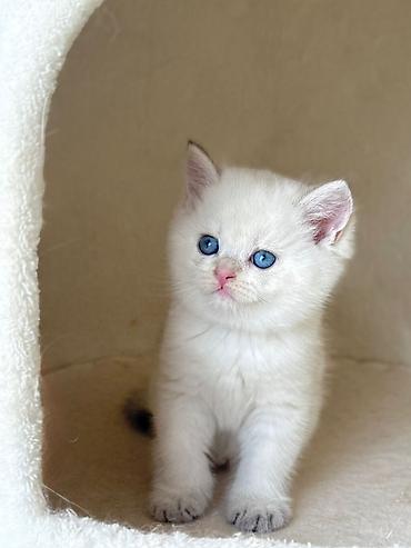 Pişiklər: Şotland, Erkək, Dişi, Yaxşı əllərə, Ünvandan götürmə, Pulsuz çatdırılma, Ödənişli çatdırılma — 2