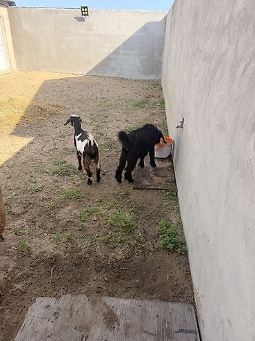 2 ayliq cuceler: Salam əsil damazlıq Çəpişlər . Erkəy təmiz həlıbdi Dişi alpinlə — 9