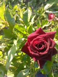 Çöl bitkiləri: Saqı Gülçülük – Tərtərin ən gözəl gülləri Bir gül təkcə ətriylə deyil — 21