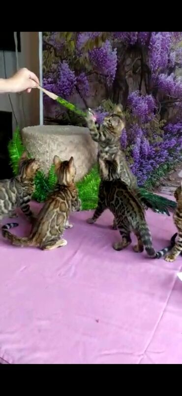 Продажа кошек: Бенгальские котята Проф.Питомник Бен Гла Мур предлагает.чудесных — 2