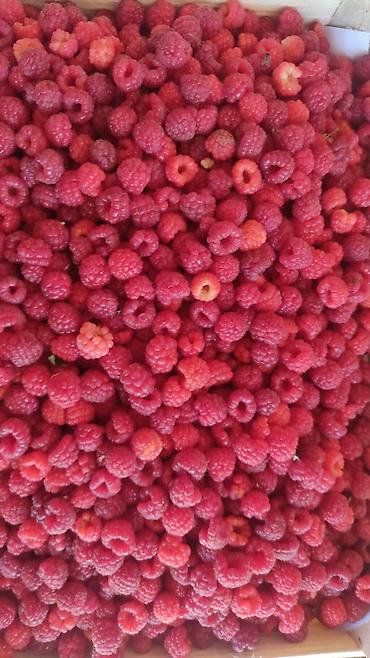 Малина: Малина Платная доставка — 3