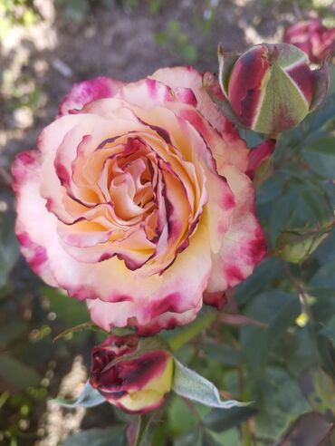 Садовые цветы и кустарники: Садовые розы — срезочные и для посадки Описание: - Разновидности — 30