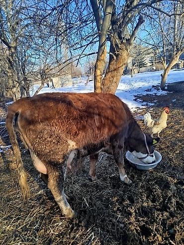 Коровы, быки: Продаю | Корова (самка) | Для молока | После отела — 1