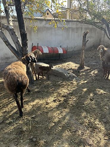 ошейник с gps: Продаю | Овца (самка) | Для разведения | Матка — 2