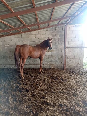 Лошади, кони: Жеребец 4 года порода Англо-Араб
Только звонить