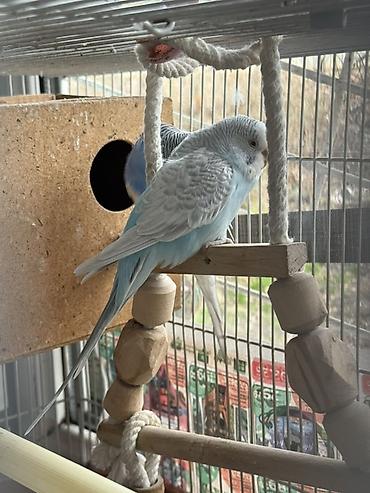 Зоотовары: Срочно!! Продаются попугаи,вместе с клеткой и другими предметамии — 7