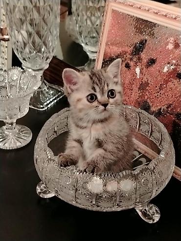 heyvanlar quba: Satılan məhsul balaca pişik balalarıdır. Şəkillərdə bir neçə fərqli — 2
