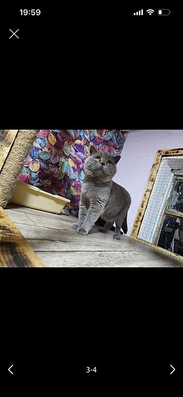 лыжный форма: Родители котят мама и чуть покрупнее отец (Британцы)♥️ — 6