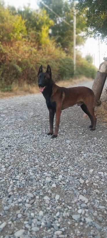 İtlər: Belçika çoban iti, 1 ay, Dişi, Pulsuz çatdırılma — 5