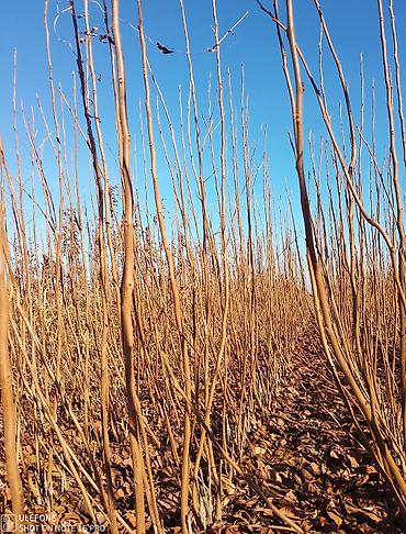 Tinglər: Xurma tingləri satışdadır çatdırılma pulsuzdur siz sifariş verin — 6