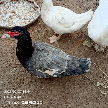 Ördəklər: Hamsi satılır çoxu yumurtduyur — 8