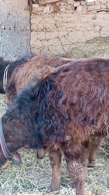 Коровы, быки: Продаю | Тёлка | Для разведения — 3