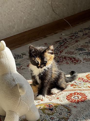 котенок: 1 месяц, Девочка, Приучена к лотку — 3