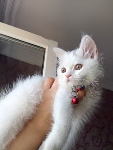 şotlant pişik: Dişi, Yaxşı əllərə, Pulsuz çatdırılma