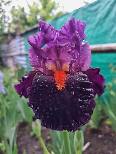 Другие садовые цветы и кустарники: В продаже саженцы сортовых ирисов из личной коллекции Все фото мои! at lalafo.kg — 12 Другие садовые цветы и кустарники: В продаже саженцы сортовых ирисов из личной коллекции Все фото мои! — 12