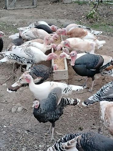 damazlıq heyvanların satışı: Erkək, Damazlıq, Ünvandan götürmə, Ödənişli çatdırılma — 3