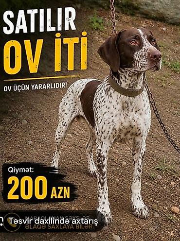 qapı iti: Kuckar erkək — 1