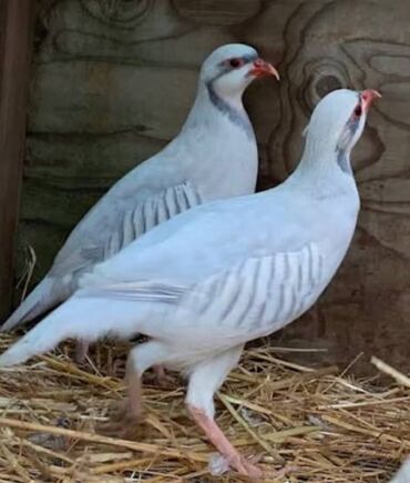 питьевые витамины для волнистых попугаев: Продаю кеклик СИЛЬВЕРЫ подам только парами цена за одну пару !ПО ВСЕМ