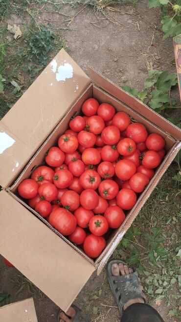 уголь каракече бешсары шабыркуль каражыра доставка бишкек купить: Помидорлор Кызыл, Дүңүнөн