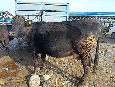 Коровы, быки: Продаю | Корова (самка) | Алатауская | Для молока | Стельные — 14