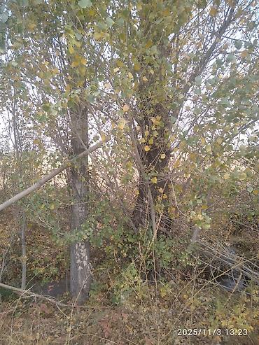 Тополь: Тополя для озеленения/живой изгороди - Порода: тополь (пирамидальный — 21