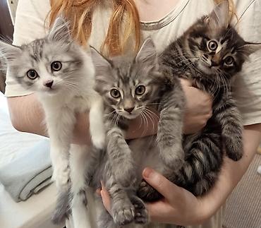 Мышыктар: Отдам котят в добрые руки. Без породы. Мама и отец домашние коты — 1