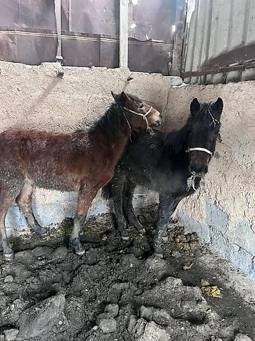 Лошади, кони: Продаю | Жеребенок | На забой — 2